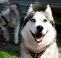 Heterochromia: Causes And Types